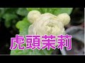 虎頭茉莉開的花真的很漂亮