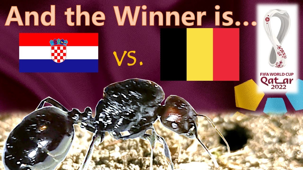 Croatia vs Belgium ⚽ World Cup 2022 Predictions | 🐜 Guessing Queen Ant