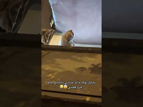 شوفو شو مسوي مصيبه     