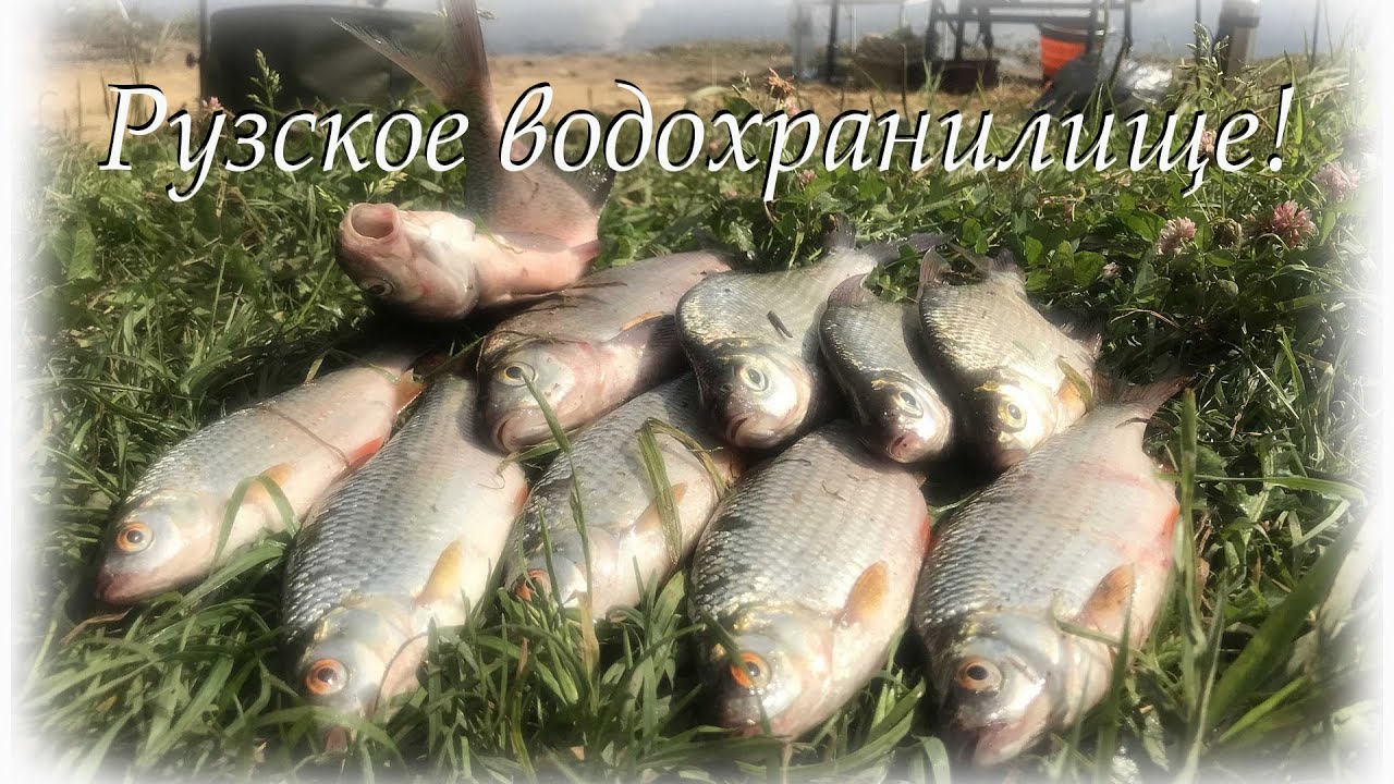 Рыба рузского водохранилища. Рыбалка на Рузе. Рузское водохранилище рыба. Рузское водохранилище рыбалка. Рузское водохранилище зима.