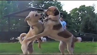 Echo Lake Small Dog Park- 6-25-20