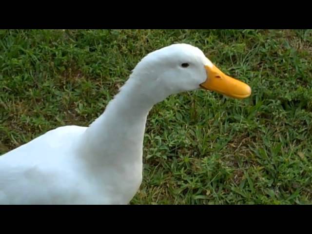 Curious Quackers - Duck Sounds class=