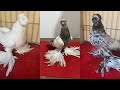 ОБЗОР НОВАЯ КОЛЛЕКЦИЯ. Узбекские двухчубые голуби. Tauben. Pigeons