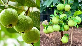 Grow guava tree from cutting || guava tree from cutting