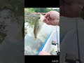 #fishing #arkansas #bassfishing #sponsorbuzz #fish #babybass #Booyahbaits #Booyahspinners #reviews