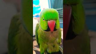 #mithukibatain #parrot #talkingparot #talkingparrot #nonstoptalkingparrot #funny #greenparrot  #bird