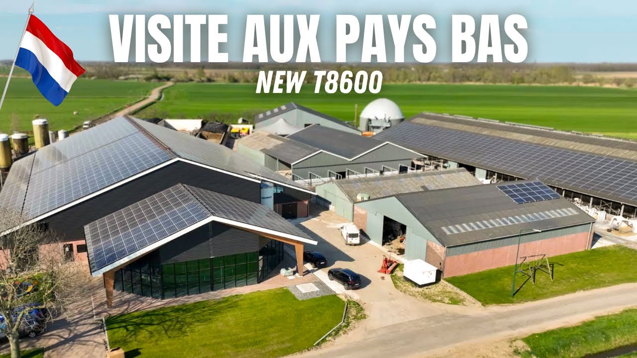 350 vaches aux Pays Bas 🇳🇱