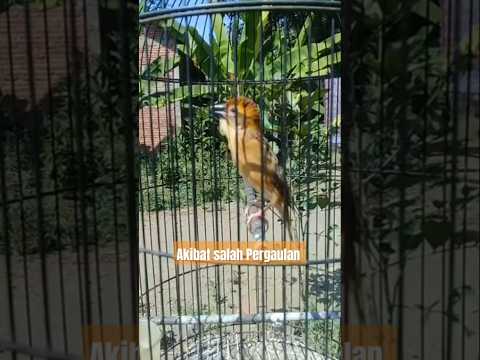 Pancingan/Masteran Gacorr Untuk Burung Manyar Kepala Emas.!!!