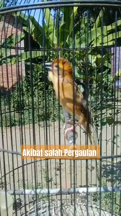 Manyar isian Lovebird & Kenariš±š±#short #shorts #shortvideo #birds #manyar #manyargacor #kicaumania