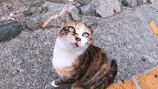 漁港の野良猫ちゃん達を見に行ってきた。