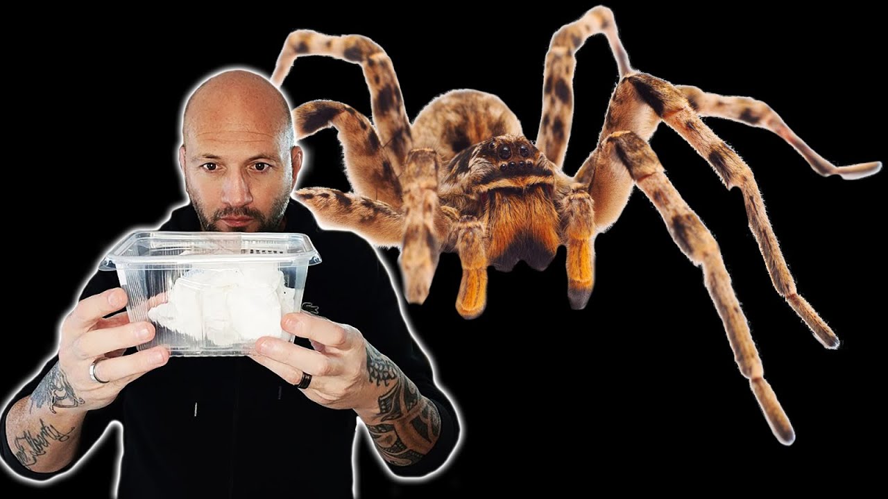 DÉCOUVREZ LA NOUVELLE ARAIGNÉE EN UNBOXING ÉPOUSTOUFLANT!