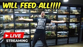 LIVE TARANTULA FEEDING!