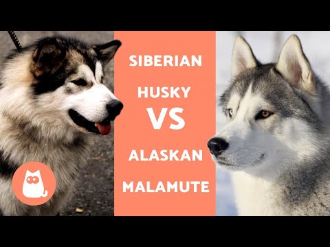 HUSKY VS ALASKAN - DIFFERENZE tra Siberian Husky e Alaskan Malamute