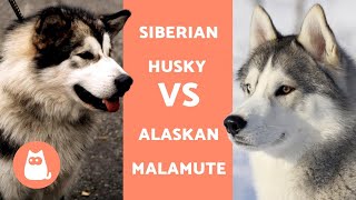 HUSKY VS ALASKAN  DIFFERENZE tra Siberian Husky e Alaskan Malamute