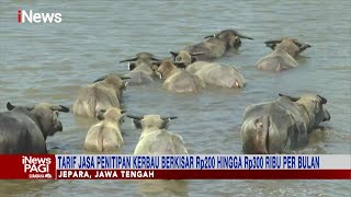 Terdampak Wabah PMK, Tarif Hotel Kerbau di Jepara Turun Drastis #iNewsPagi 04/07