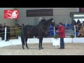 Balko talon au haras du lion  2014