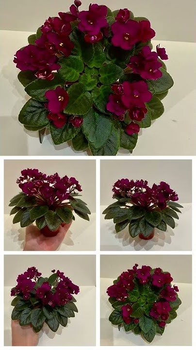 Precious Red . Миниатюрная фиалка ️ - YouTube