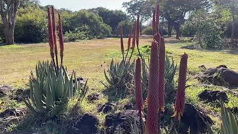 Harare Botanical Garden is Way Better Than What Most People Say!