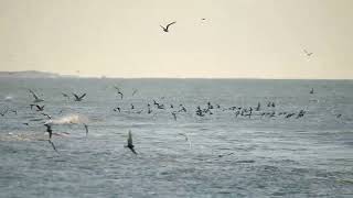 Black Terns & Common Terns - Black Sea Coast Near Vadu Romania 22-4-2017