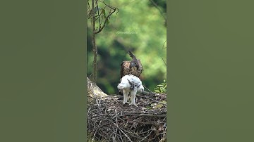 Javan Hawk Eagle with parent in nest #javan #hawk #eagle #nest #parent #bird #wildlife #sit HA14135