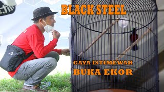 KONIN GAYA ISTIMEWAH BUKA EKOR !!! BLACK STEEL MILIK PAK RADEN JOSS KNI-YOGYAKARTA