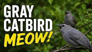 Gray Catbird Meowing Call and Facts (No Talking, No Music)