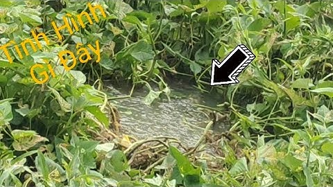 Hành Trình Câu Cá Mùa Nước Lũ. #tranchungcuchi 