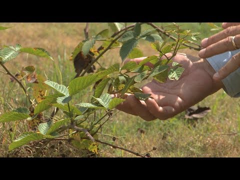 Video: Braambessen winterklaar maken: Blackberry Bush winterverzorging in de tuin