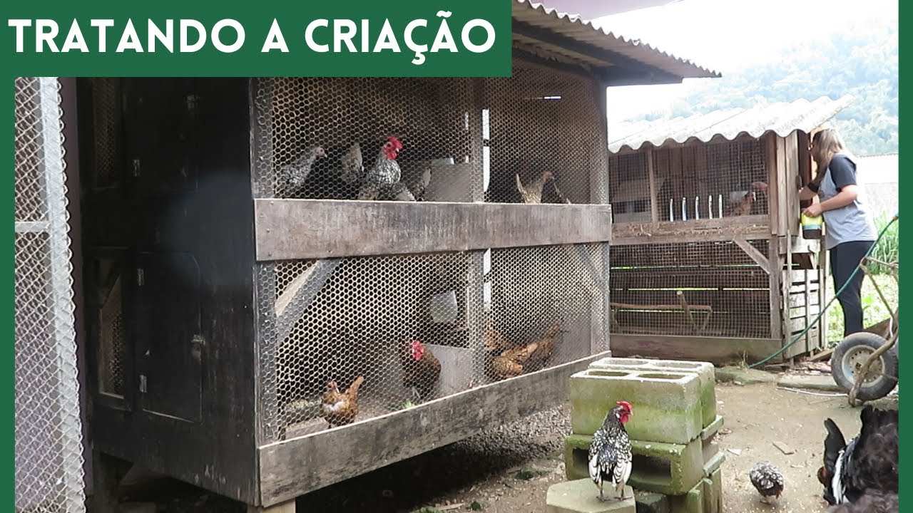 Rotina da manhã tratando a criação | Coração Campeiro