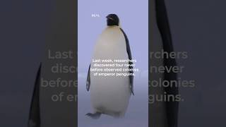 How scientists find emperor penguins from space