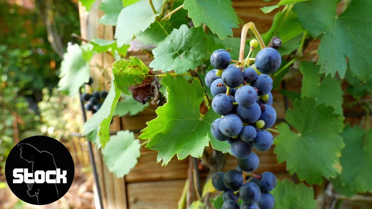 Free 1080p HD Stockfootage - Blue ripe grape vines in autumn ready to harvest