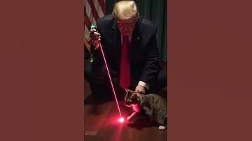 Trump vs Cat: The Laser Pointer Chaos Begins! 🔴🐱😂