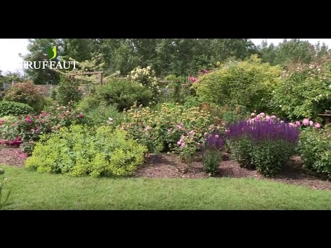 Vidéo: Fleurs Jaunes Du Jardin (47 Photos) : Vivaces Et Annuelles, Hautes Et Basses, Salicaire En Massif Et Oxalis, Autres Espèces à Fleurs Jaunes Pour Donner