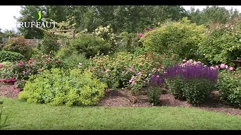 Comment faire un parterre de roses ?