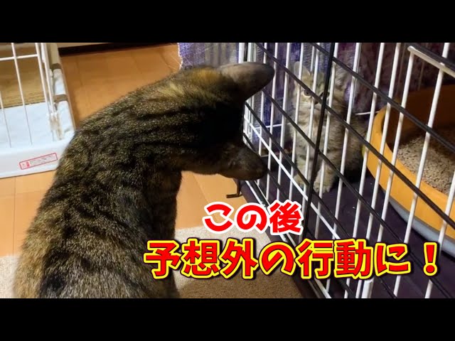 保護子猫と先住猫の初ご対面！柴犬の気遣いに飼い主感動　Sister cat and kitten meet for the first time