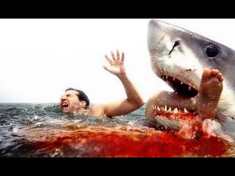 The Most Dangerous Sections Of Sharks Eat Humans furiously Authors