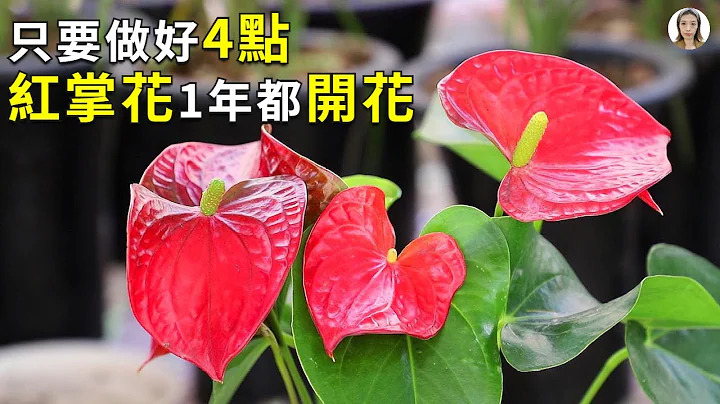 紅掌花這樣養，花朵大，花期長|火鶴花| Anthurium andraeanum|花花世界 - 天天要聞
