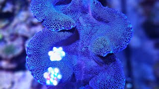 Tridacna Clam Care in the Reef Aquarium: General Considerations for Purchase or Troubleshooting