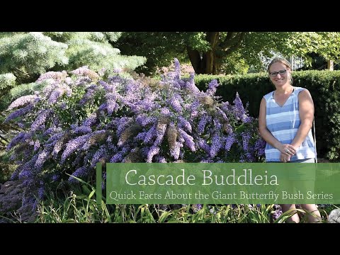 Buddleia Cascade Series Comparison | Walters Gardens