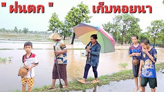 ความสุขเล็กๆในวัยเด็ก ที่เห็นฝนตก." ไปหาเก็บหอยตามทุ่งนา.23/5/2024