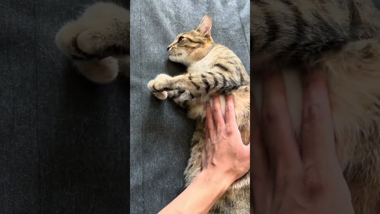 Clementine Belly Rubs