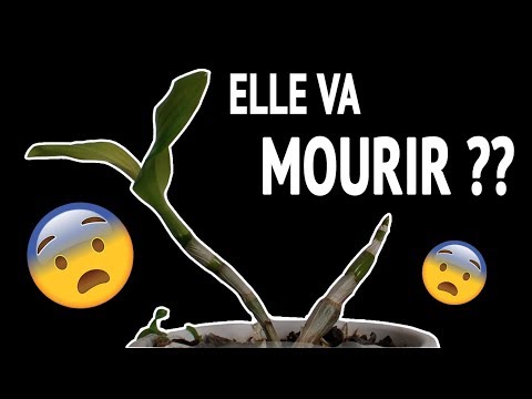 Vidéo: Pourquoi mon orchidée est-elle en train de mourir ?