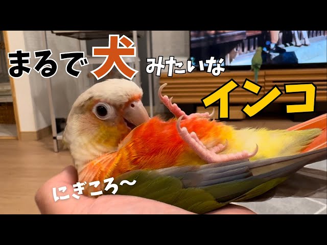 ほんとにインコ？まるで犬みたいなインコにメロメロになります【ウロコ 
