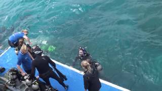 Introductory Scuba Dive