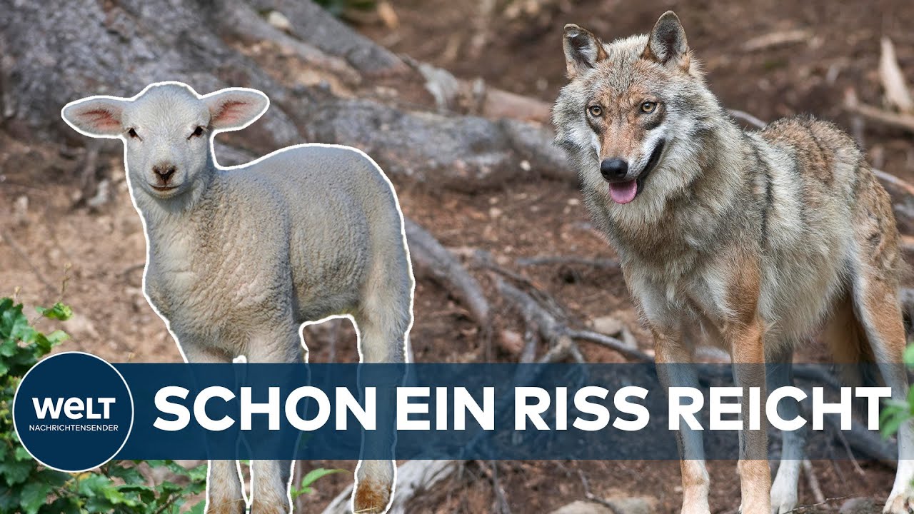 SÖDER AUF DER PIRSCH: Beutegreifer im Visier - Wie Bayern Wölfen das