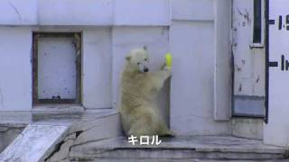 タイヤ使いキロル♪~Polar Bears playing~