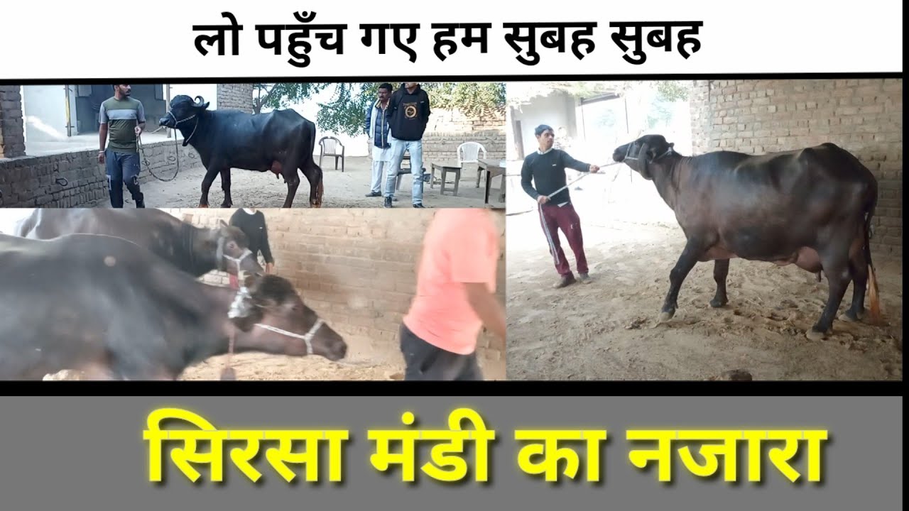 lo aa gye sirsa mandi ll 