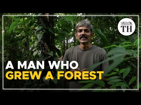 Video: ¿Qué cultivos crecen en Kerala?