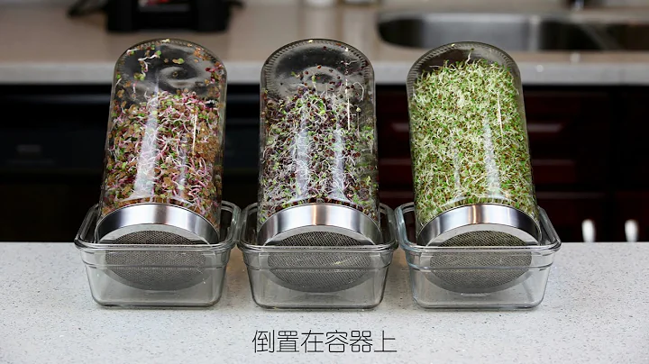 五天輕鬆收穫有機苜蓿芽西蘭花紫甘藍紅蘿蔔芽菜 - 天天要聞