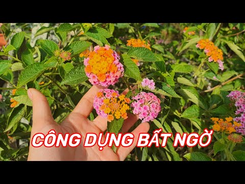 Video: Hoa Lantana Nhiều Màu: Lý do đằng sau sự thay đổi màu sắc của hoa Lantana